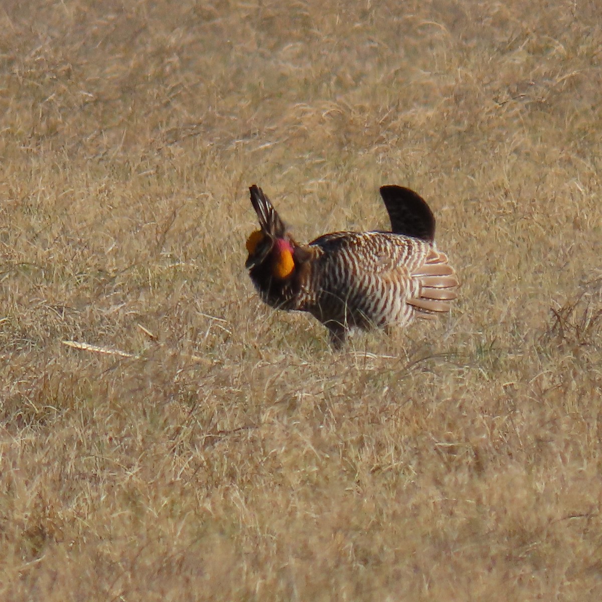Greater Prairie-Chicken - ML617971384