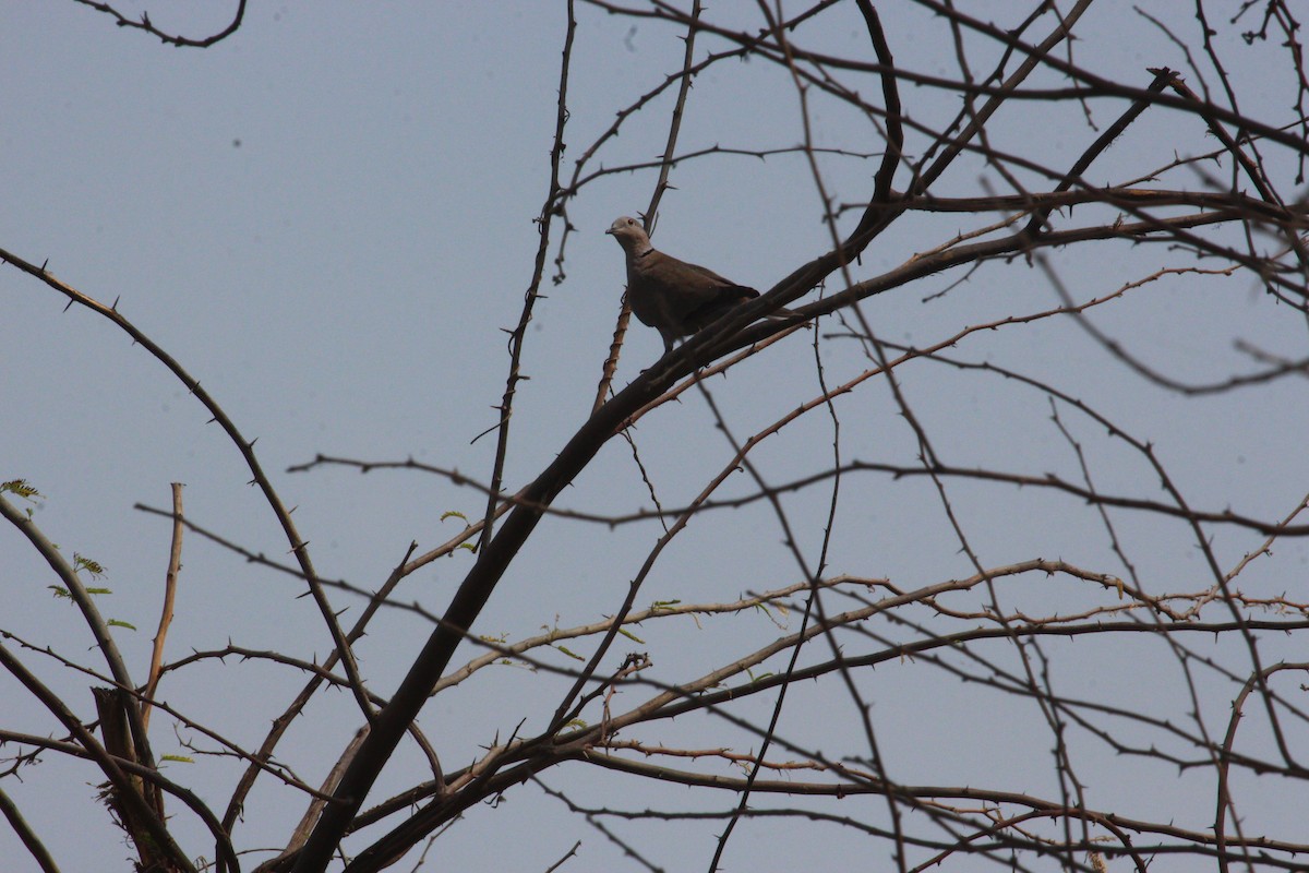 Eurasian Collared-Dove - ML617971394