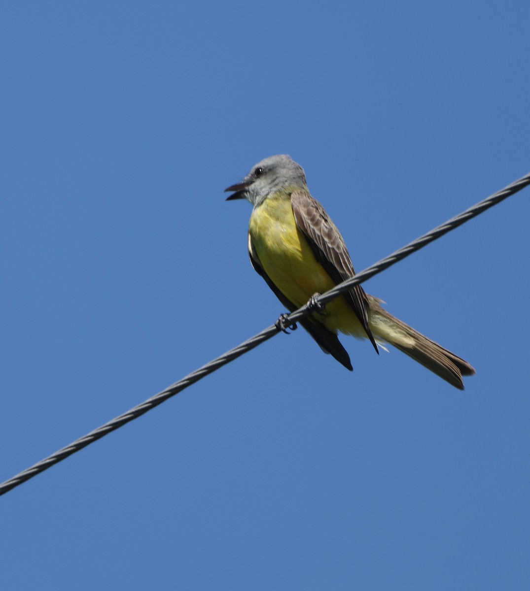 Tropical Kingbird - Janet Ellis