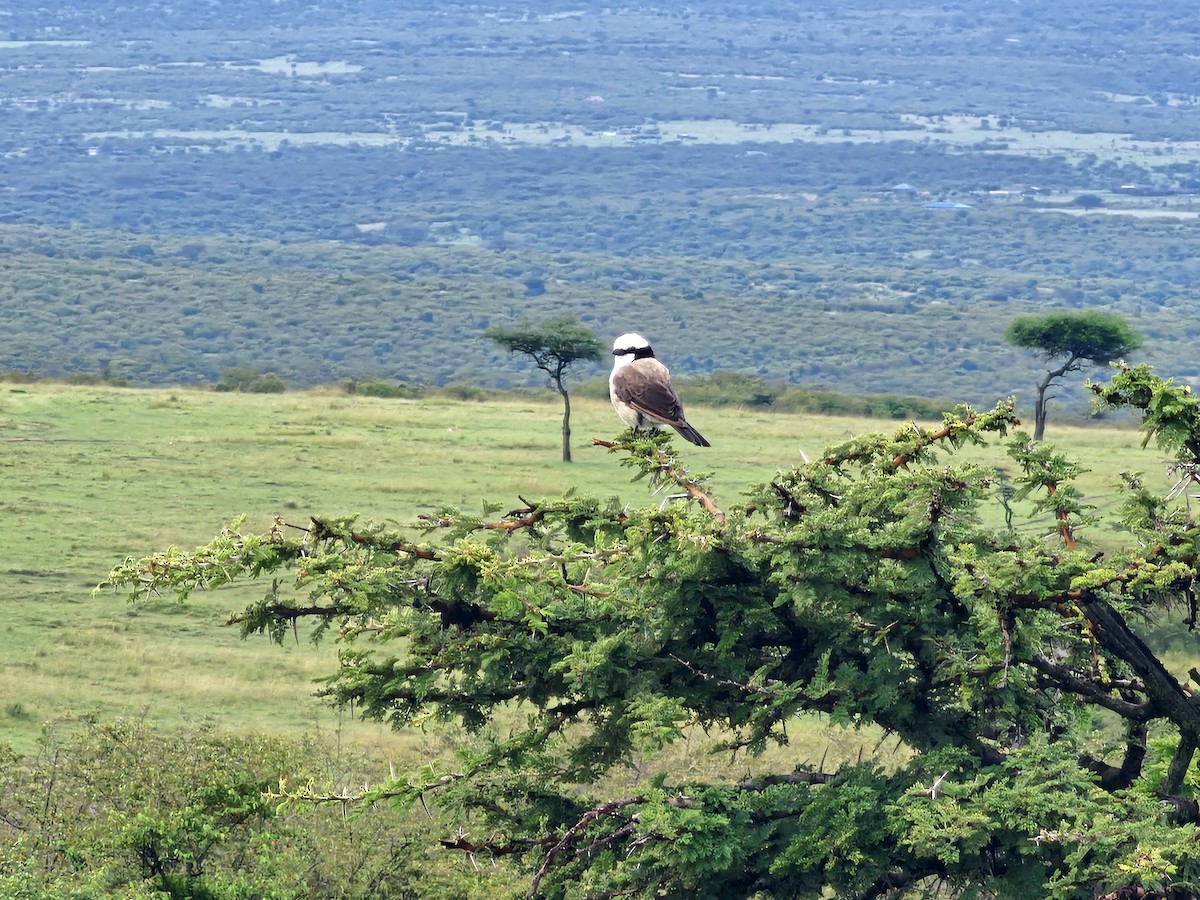 White-rumped Shrike - ML617971448