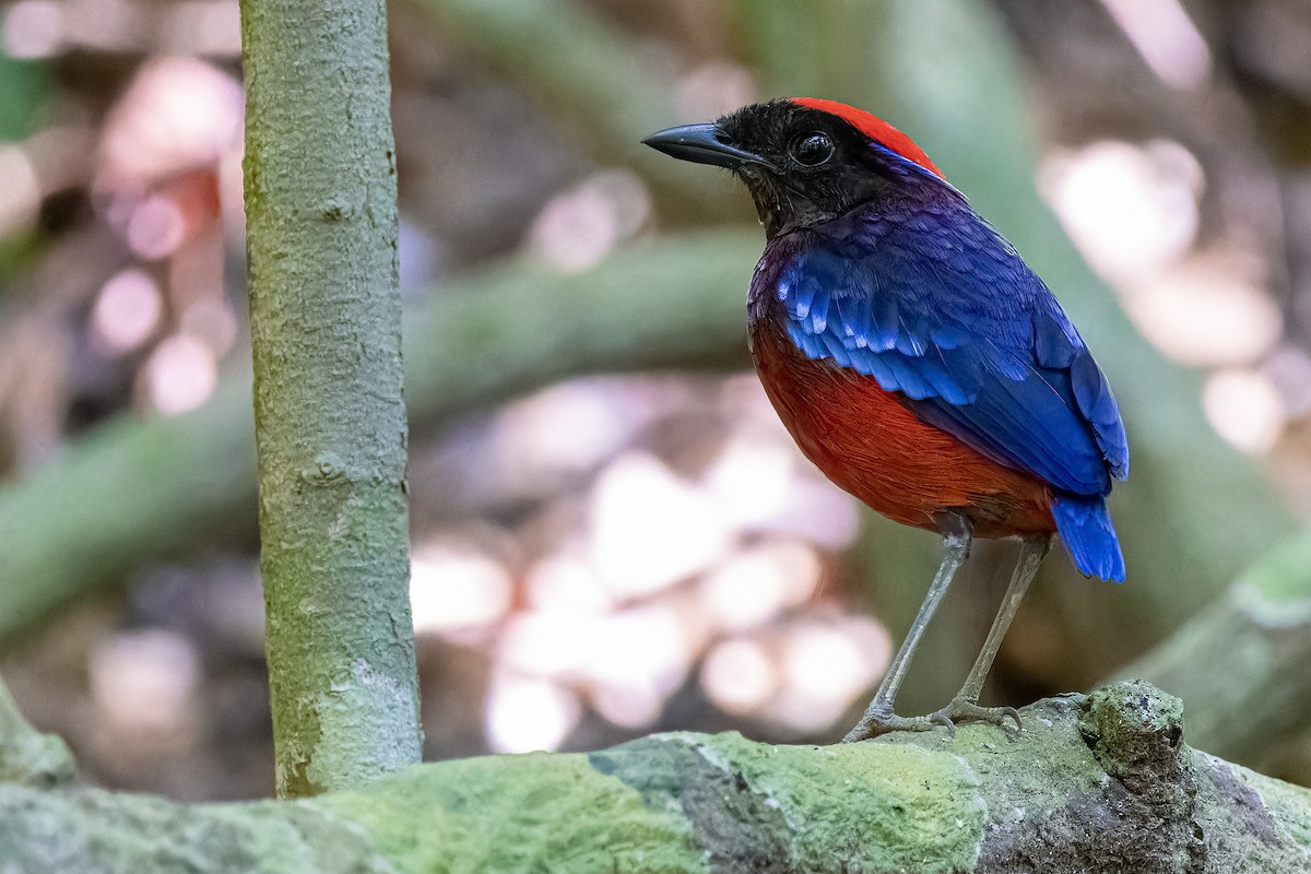 Garnet Pitta - Muangpai Suetrong