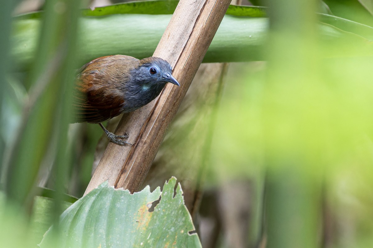 Chestnut-winged Babbler - ML617971470