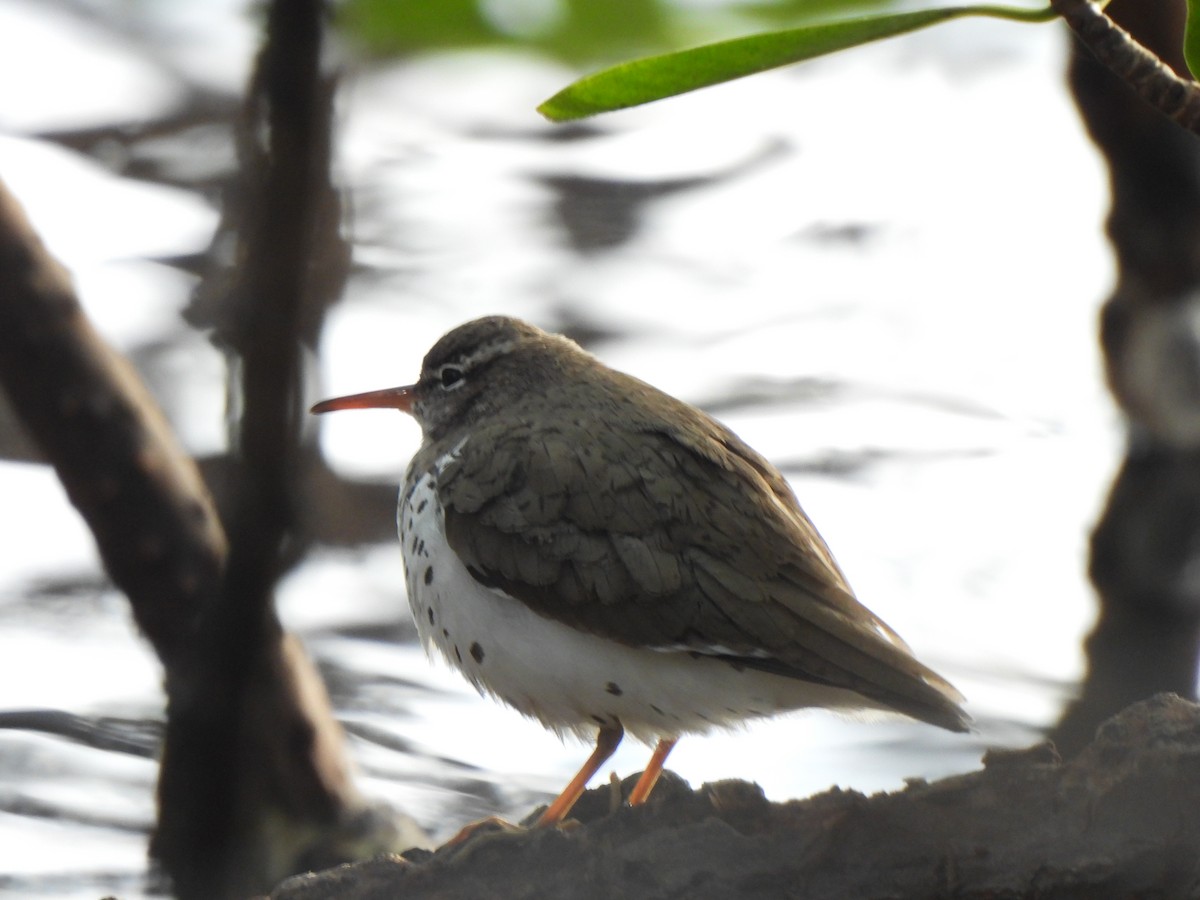 Spotted Sandpiper - Doris Brookens