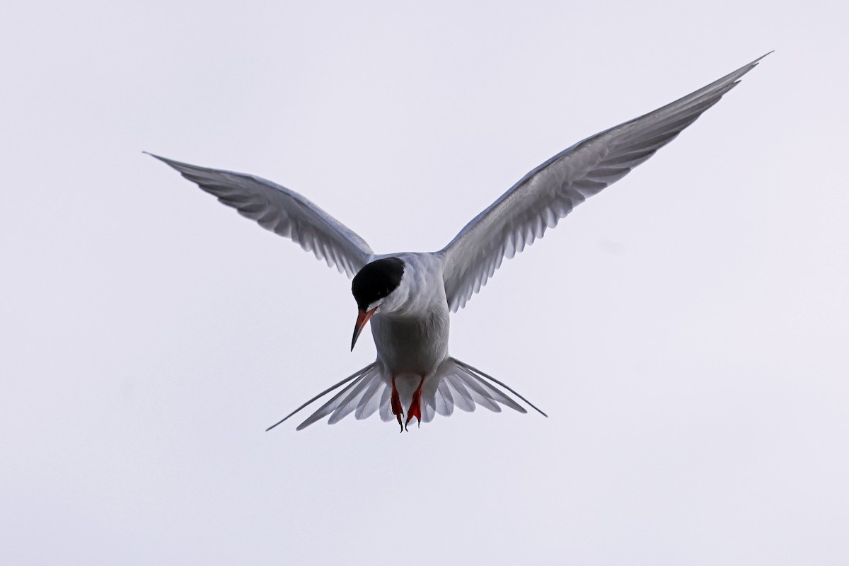 Forster's Tern - Ming P.