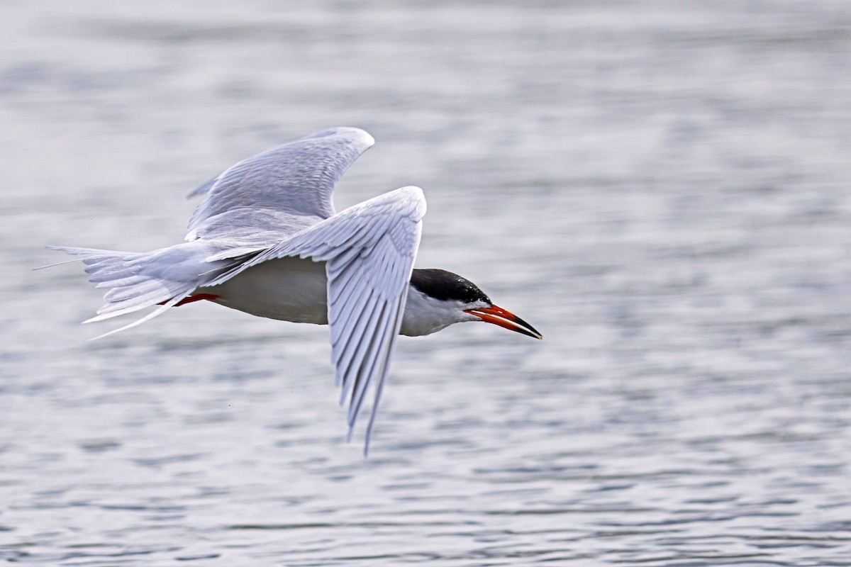 Forster's Tern - Ming P.