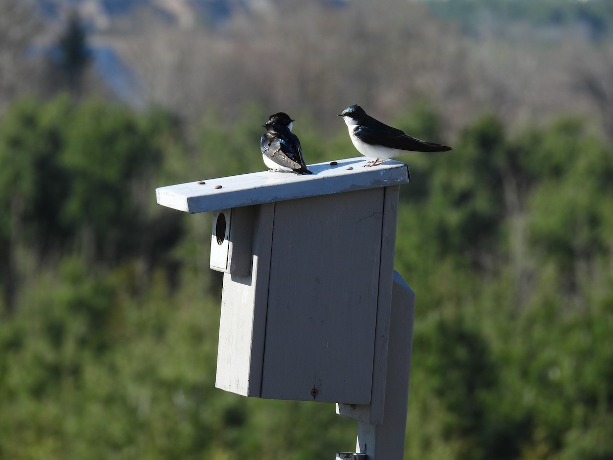 Tree Swallow - ML617971501