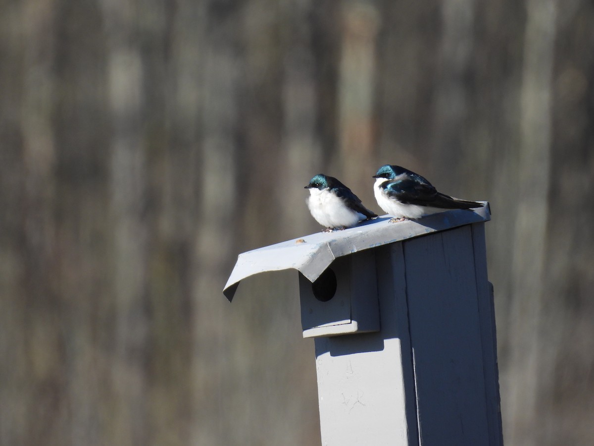 Tree Swallow - ML617971504