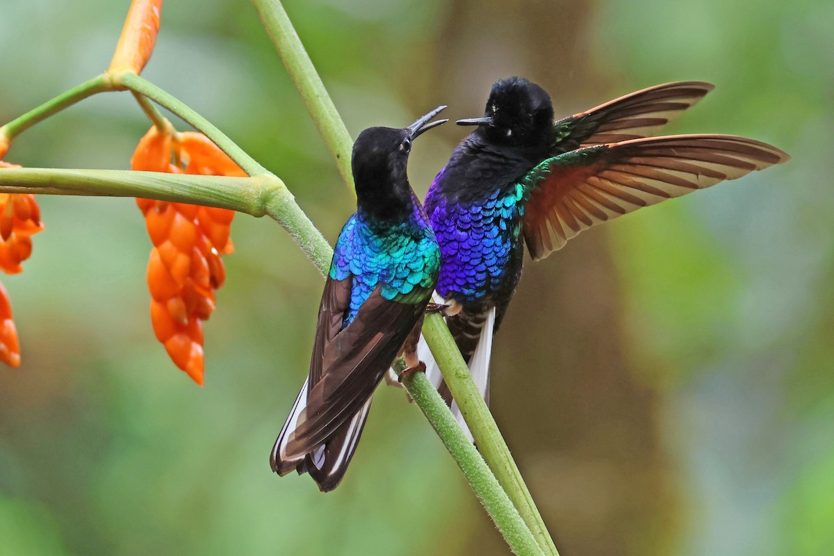 Colibrí Sietecolores - ML617971511