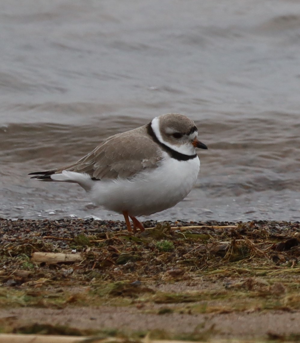 Piping Plover - Randal Newton