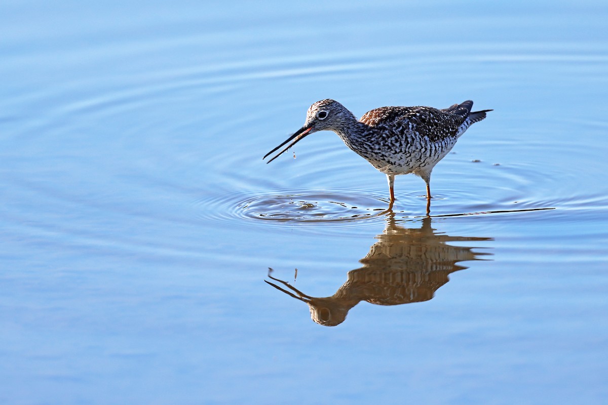 Büyük Sarıbacak - ML617971567