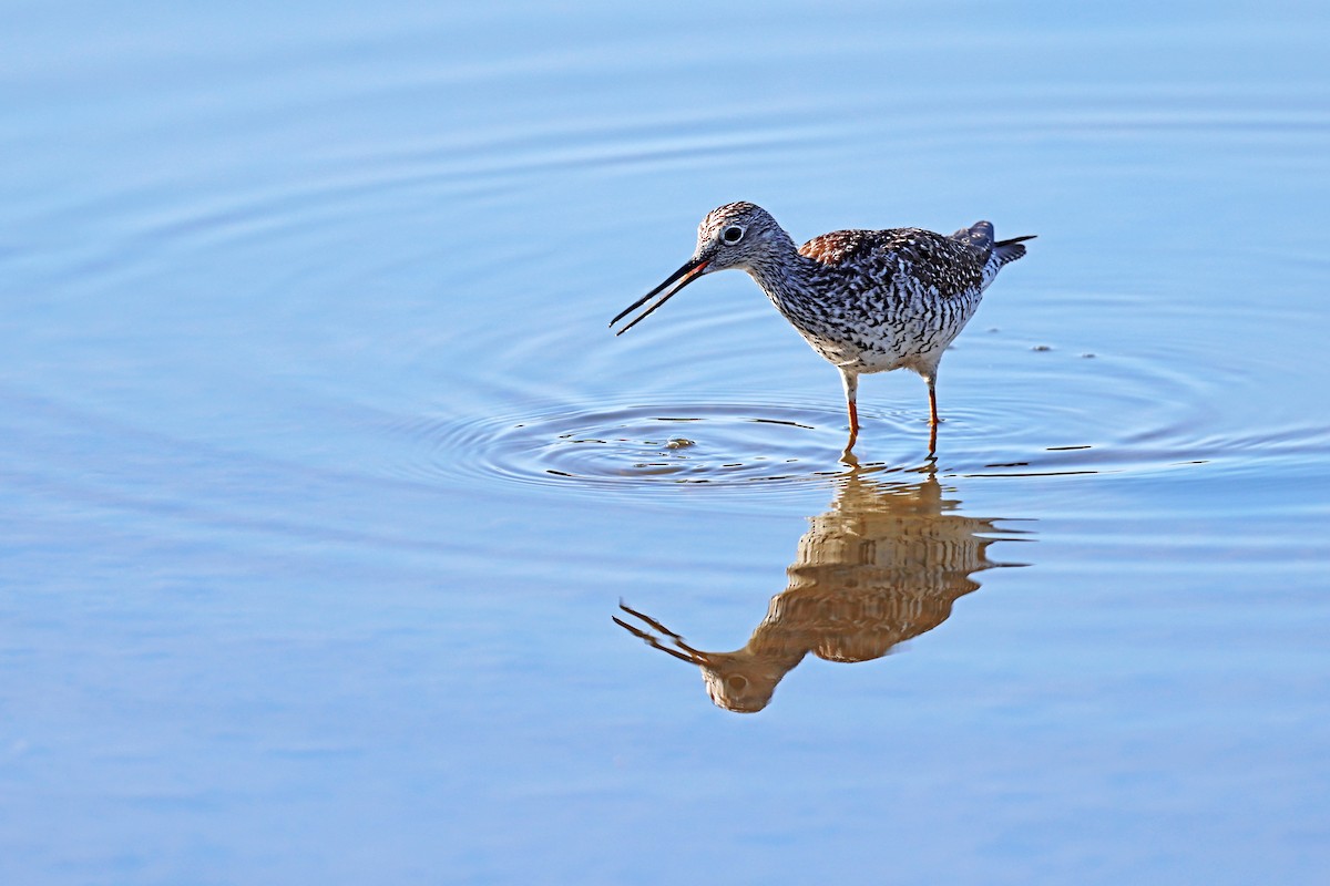 Grand Chevalier - ML617971568