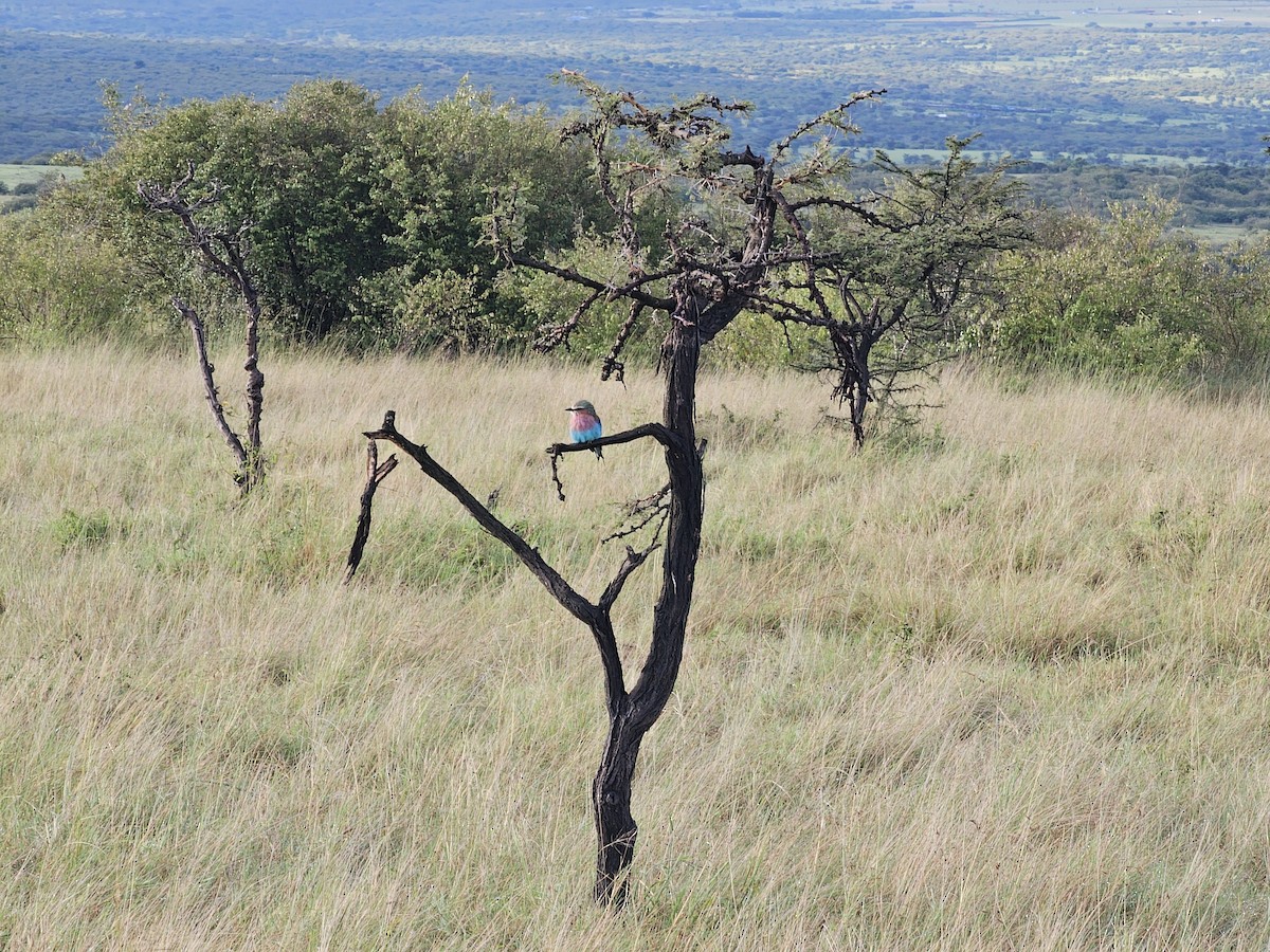 Lilac-breasted Roller - ML617971611