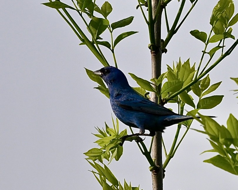 Indigo Bunting - ML617971693