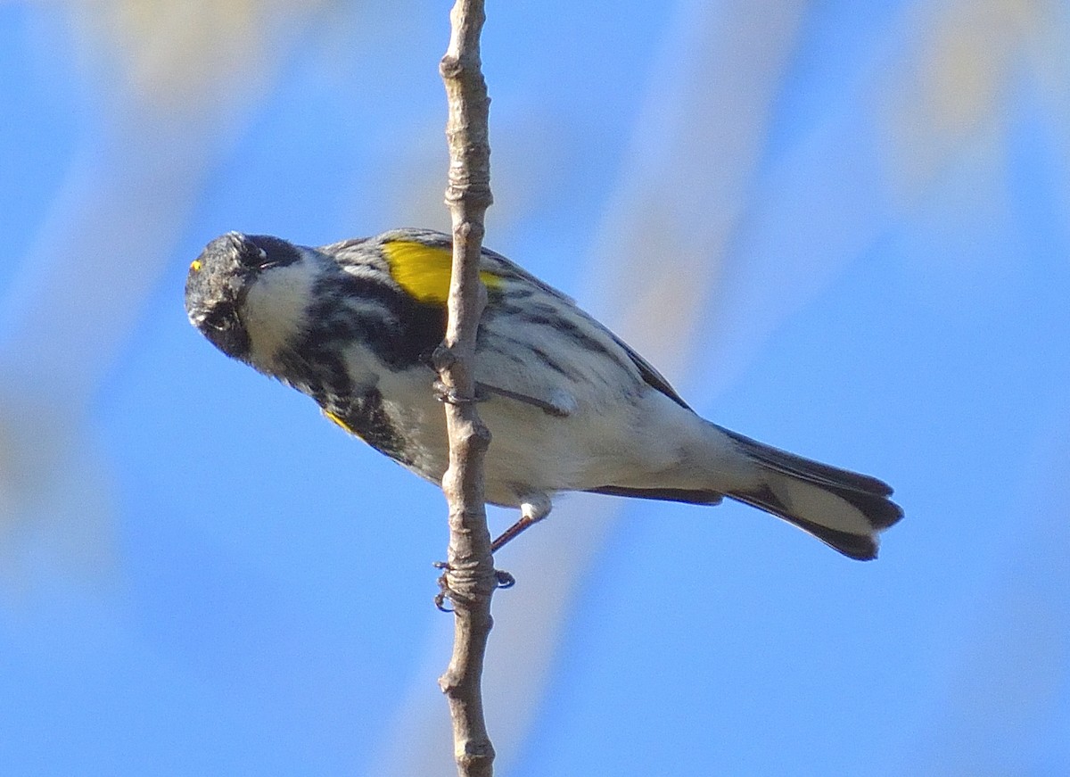 Yellow-rumped Warbler - ML617971733