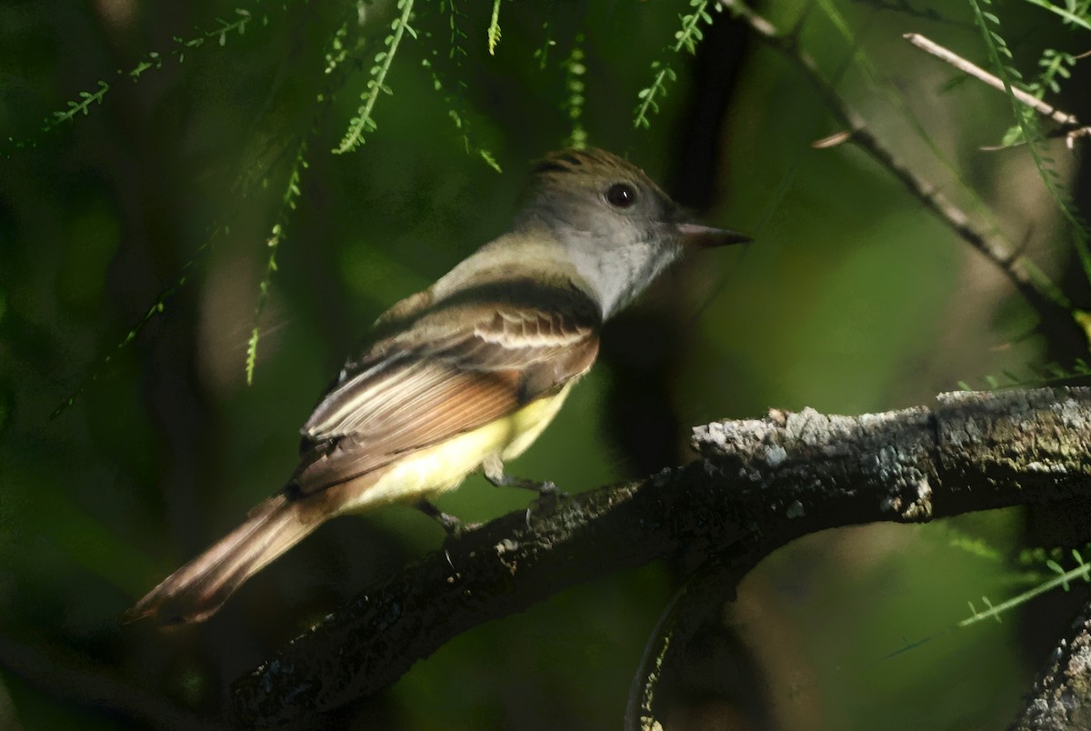 Brown-crested Flycatcher - Janet Ellis