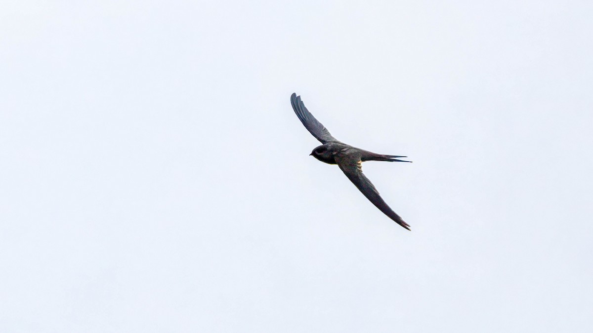 African Palm Swift - ML617971793