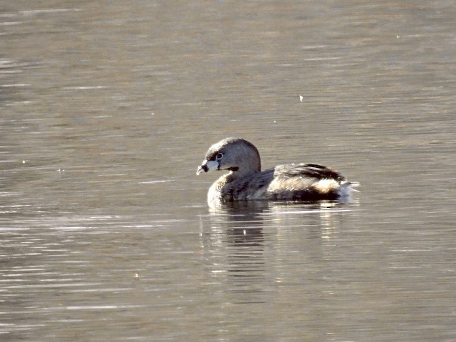 Pied-billed Grebe - ML617971829