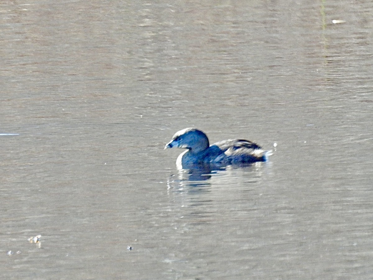 Pied-billed Grebe - ML617971831