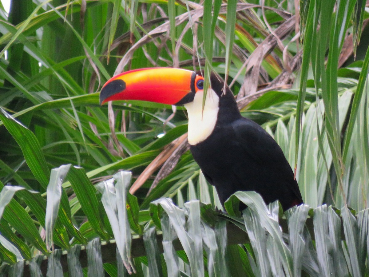 Toco Toucan - ML617971848