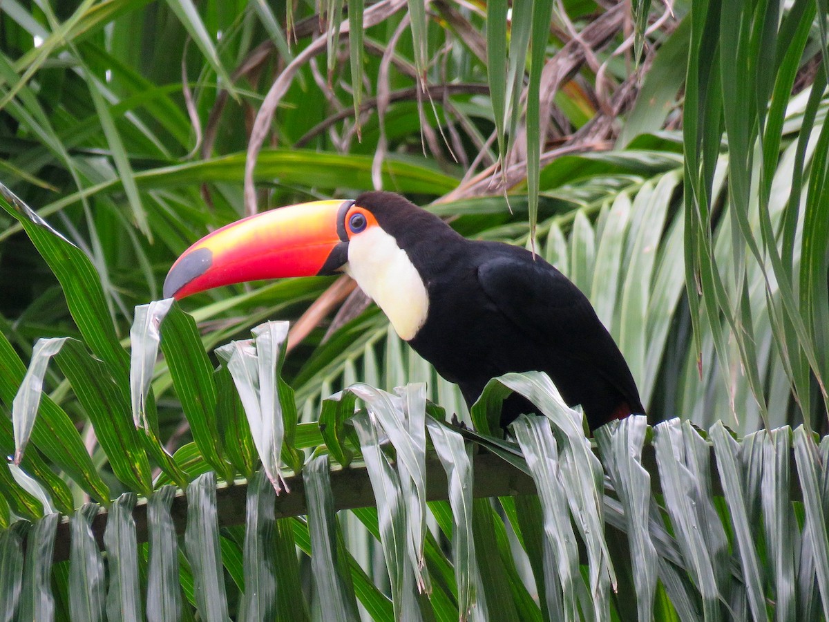 Toco Toucan - ML617971849