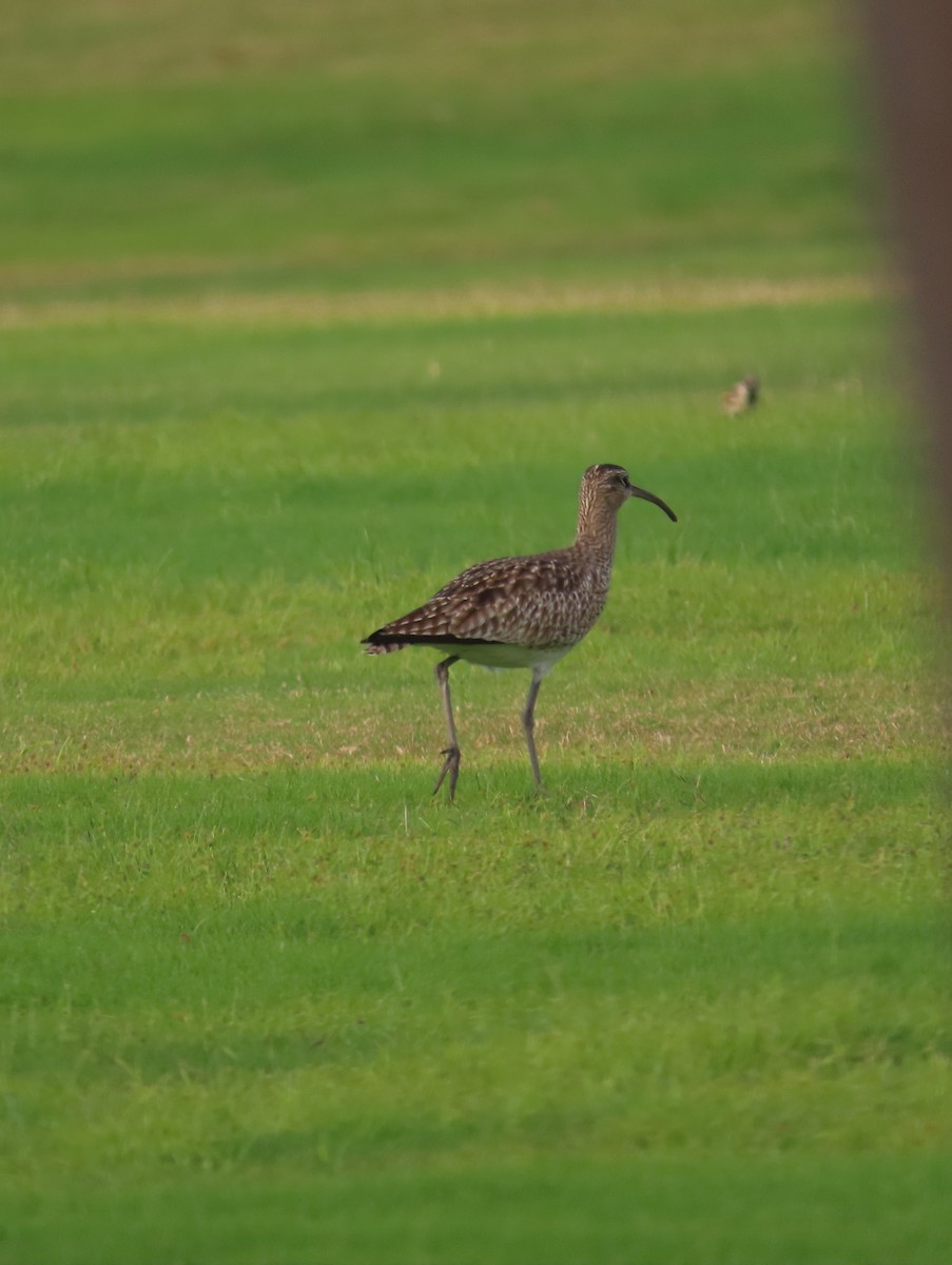 Regenbrachvogel - ML617971862