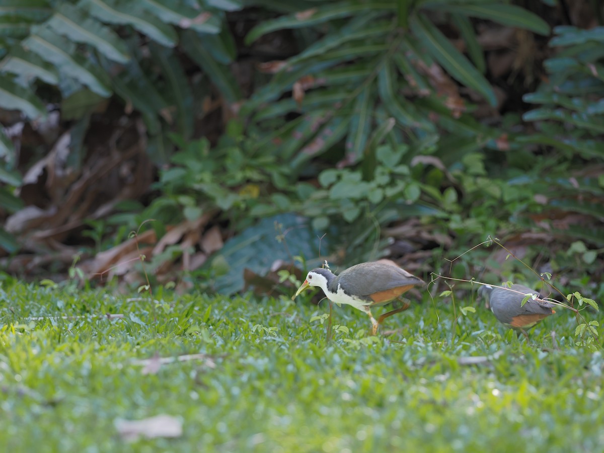 White-breasted Waterhen - ML617971868