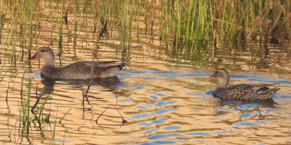 Gadwall - Michael I Christie