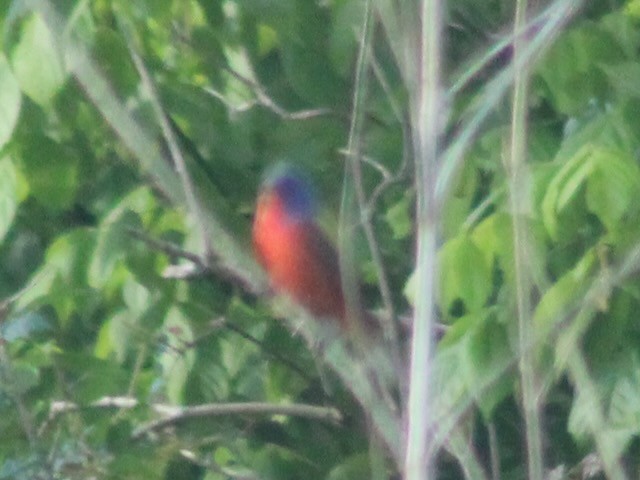 Painted Bunting - Adele Berthelot