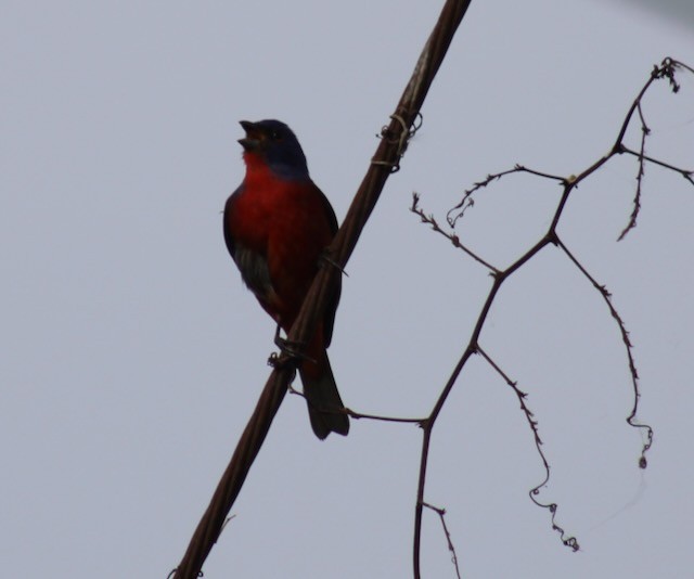 Painted Bunting - Adele Berthelot