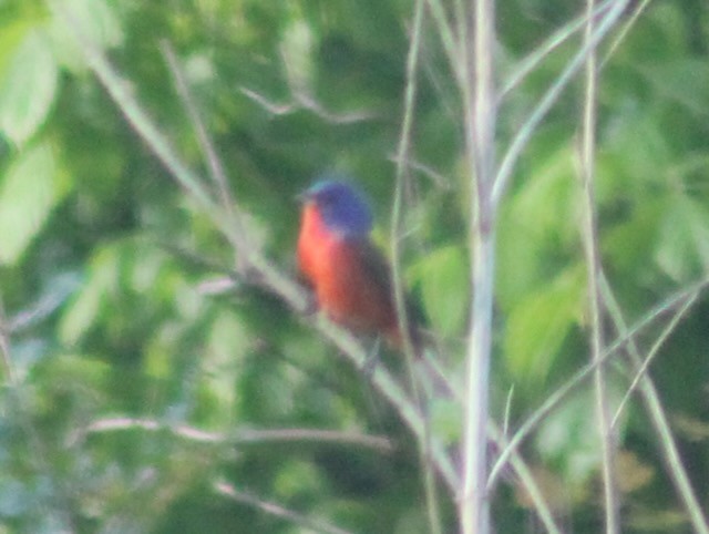 Painted Bunting - Adele Berthelot