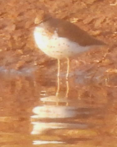 Spotted Sandpiper - ML617971890