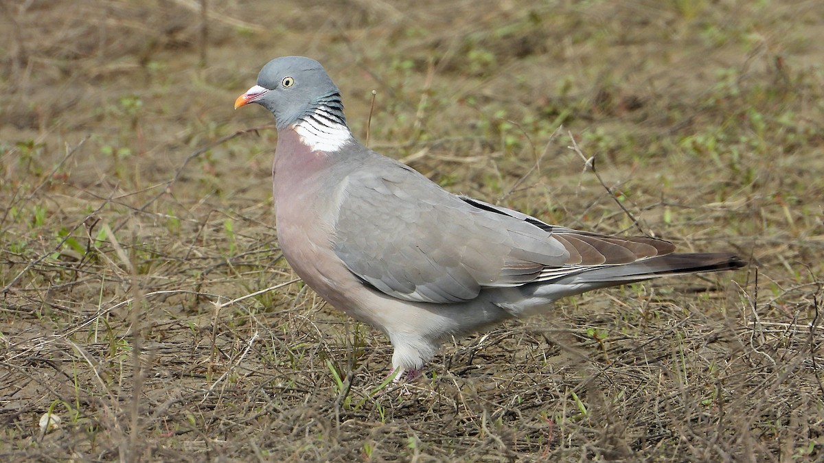 Common Wood-Pigeon - ML617971896