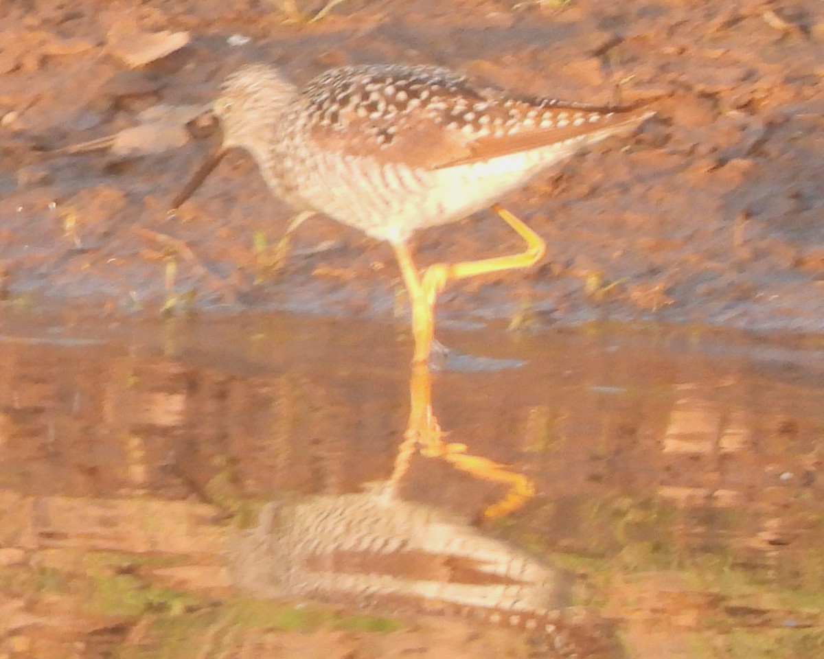 Greater Yellowlegs - ML617971904