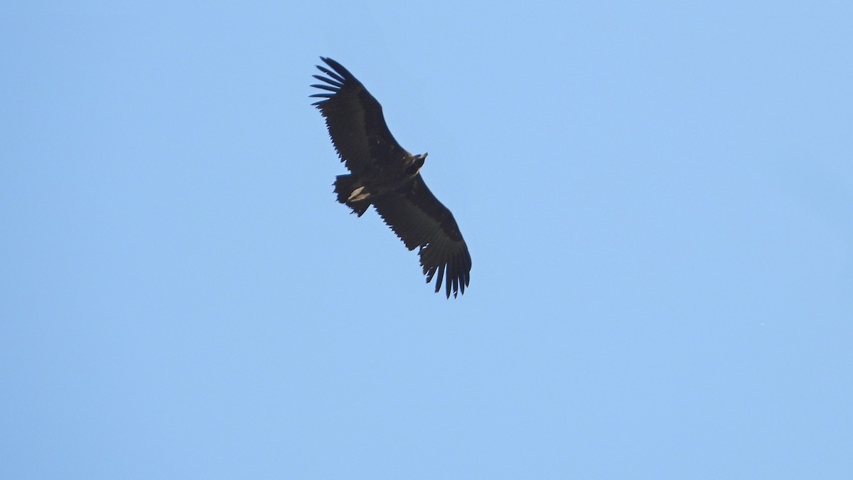 Cinereous Vulture - ML617971905