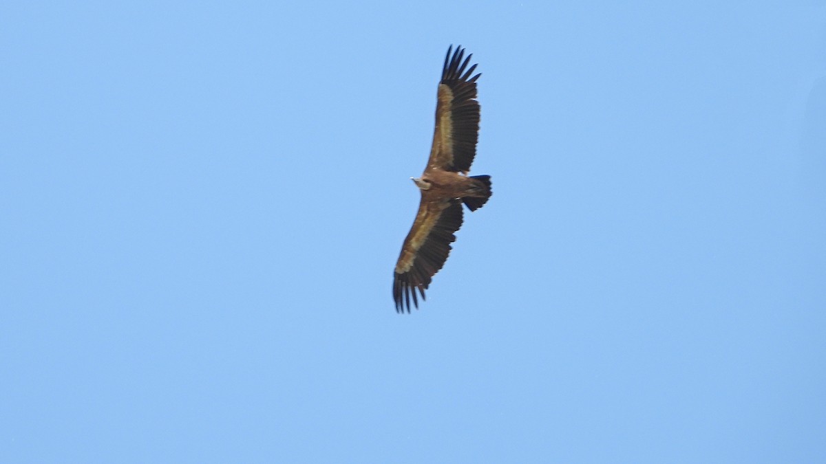 Eurasian Griffon - ML617971911