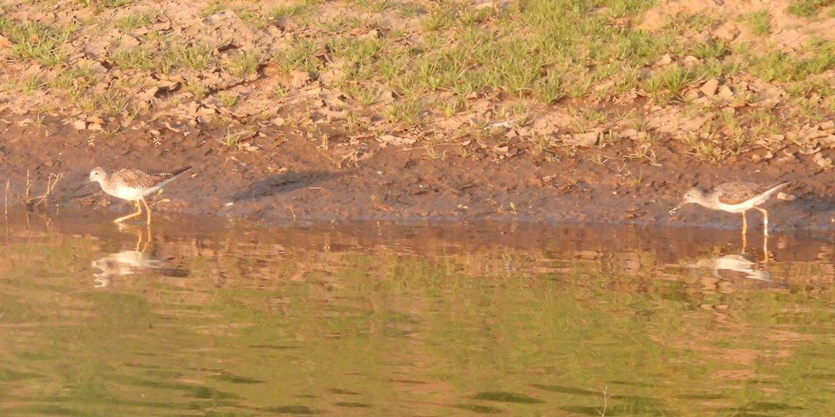 Greater Yellowlegs - ML617971913