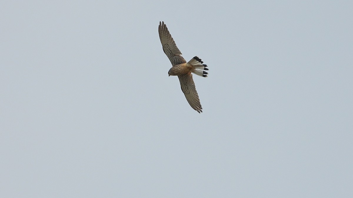 Eurasian Kestrel - ML617971915