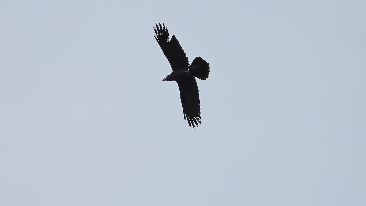 Common Raven - ML617971922