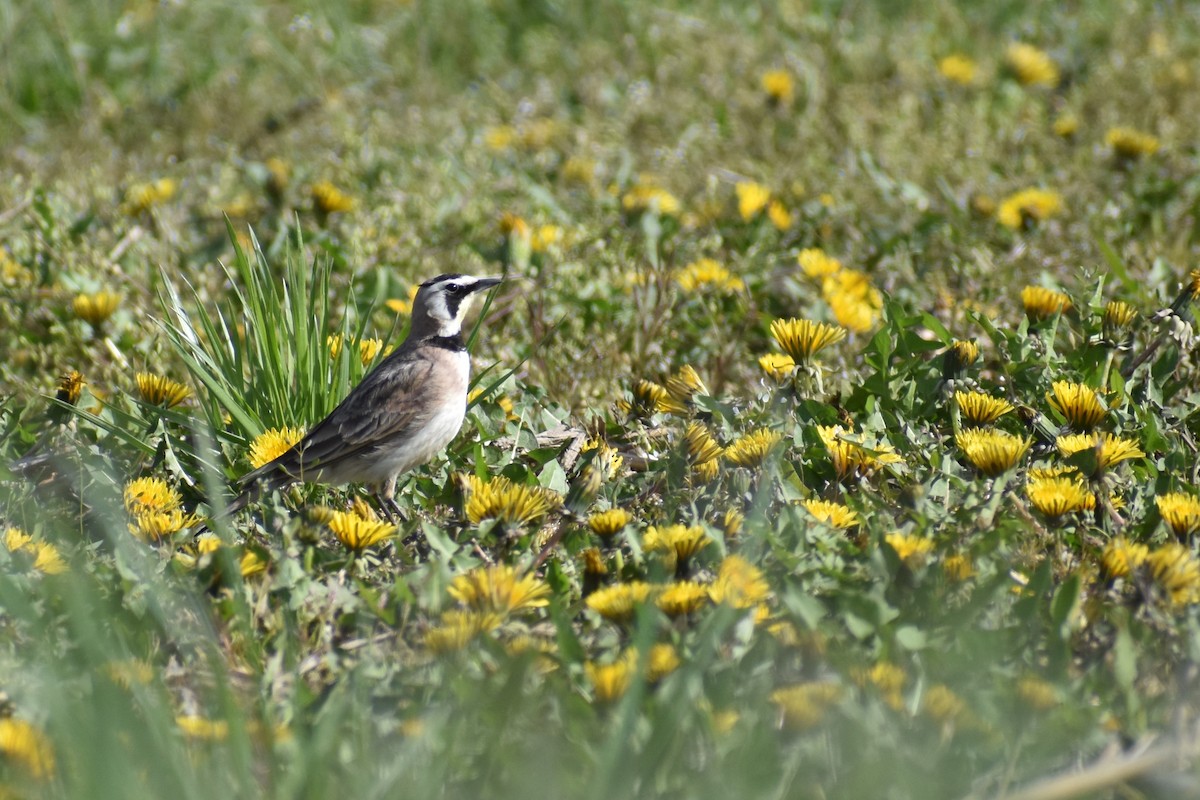 Horned Lark - Benjamin Ashin