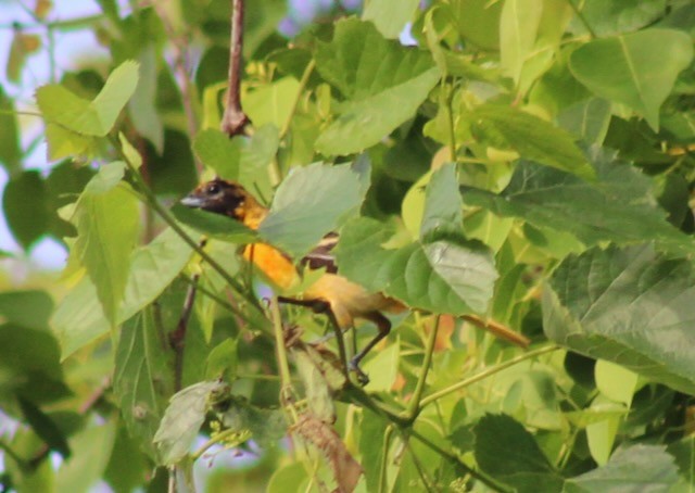 Baltimore Oriole - Adele Berthelot