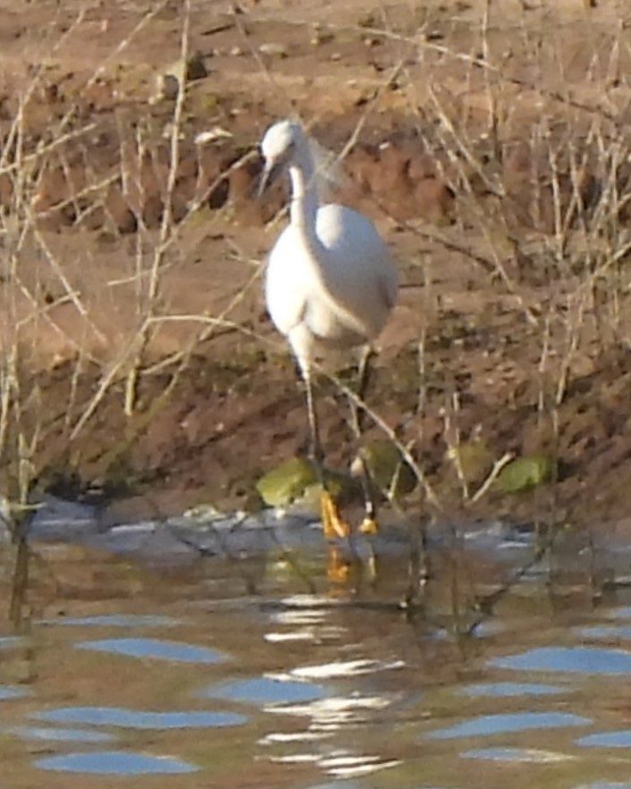 Snowy Egret - ML617971940