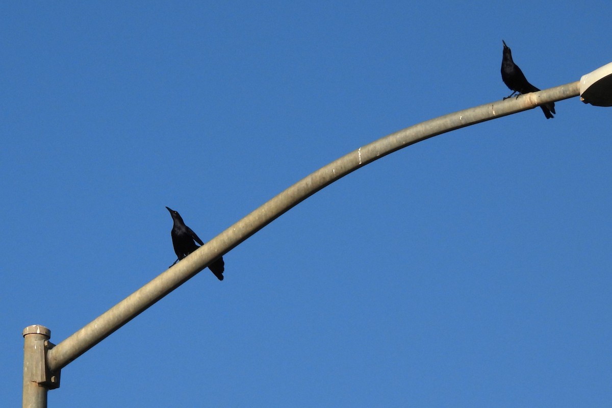 Great-tailed Grackle - ML617971953