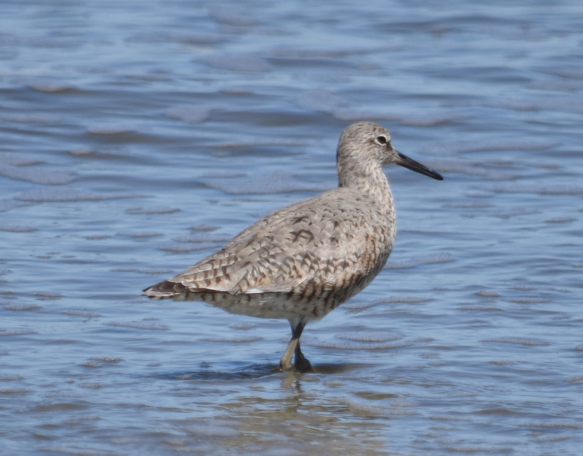 Willet - ML617971962