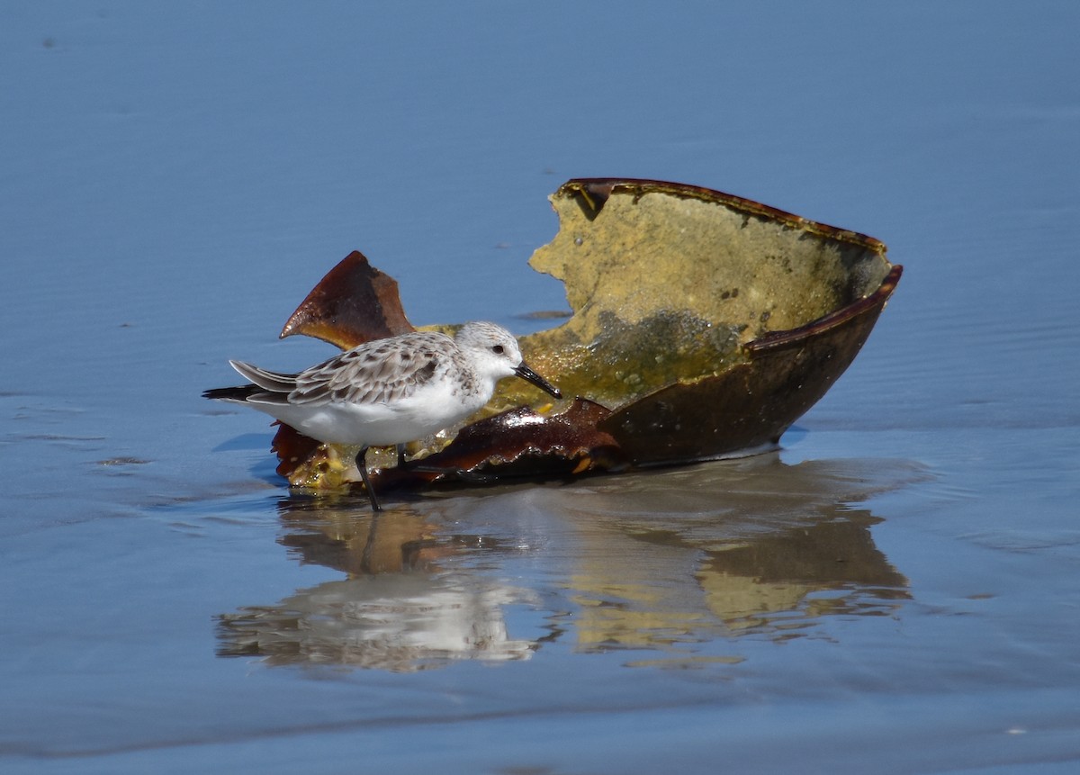 Sanderling - ML617971966