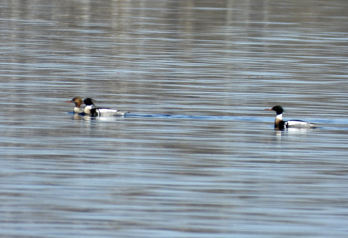 Red-breasted Merganser - Martine Parent