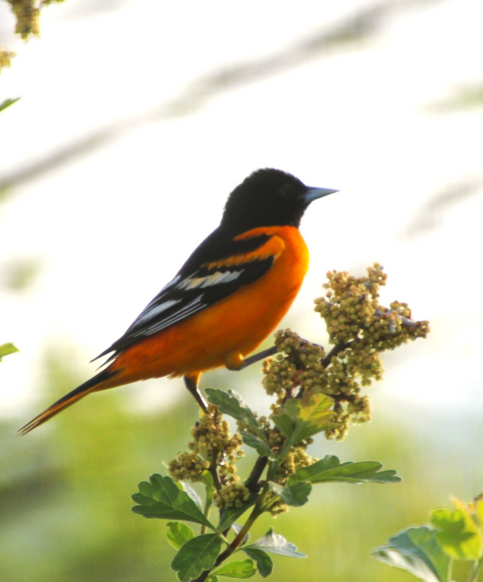 Baltimore Oriole - Stephen Price