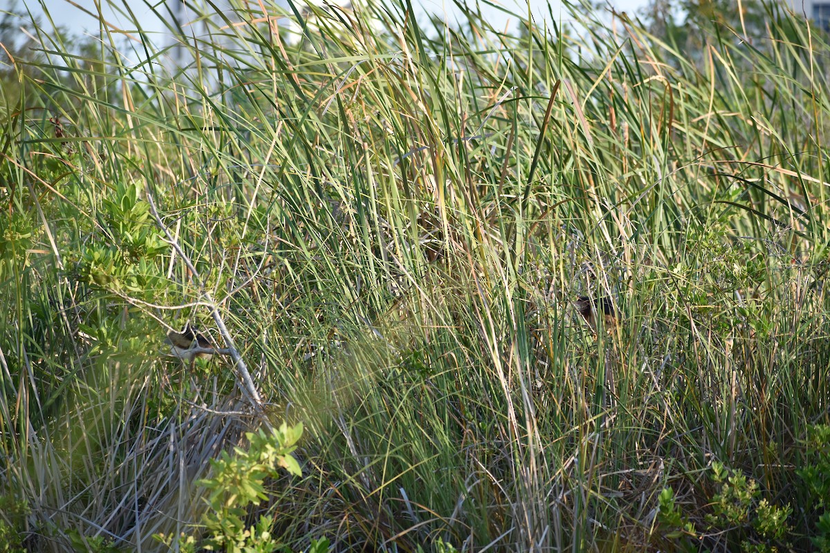 Least Bittern - ML617972022