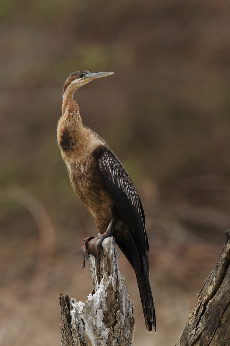 African Darter - ML617972030