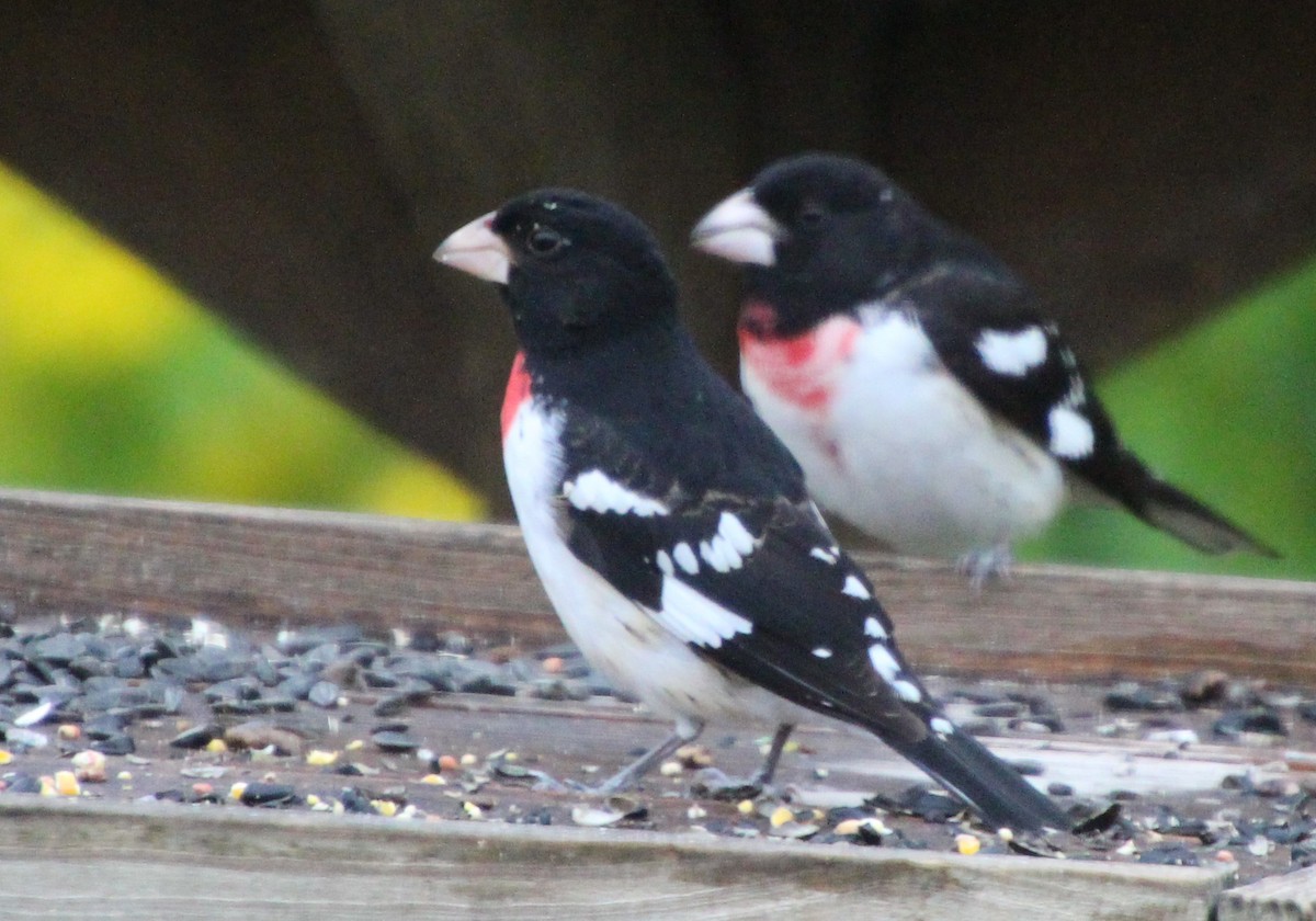 Rose-breasted Grosbeak - Stephen Price