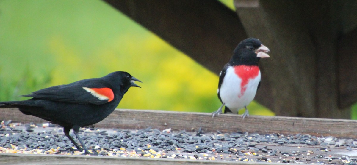 Rose-breasted Grosbeak - Stephen Price